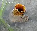 Siphons of the rough piddock, Zirfaea pilsbryi in Puget Sound