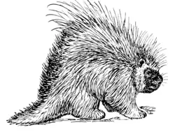 Erethizon dorsatum