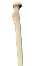 Posterior view of right proximal radius