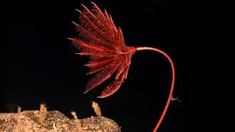 Proisocrinus ruberrimus (Balanocrinidae)