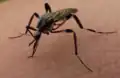 P. holmbergi