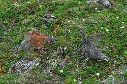 photo of a hen ptarmigan and her chicks