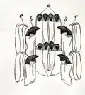 Radula of Patella vulgata; a) median teeth b) laterals c) uncini or marginals