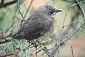 Pied babblers fledge their young when they are still unable to fly.