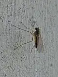 Sciapus contristans