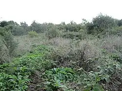 Scrublands