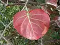 Aged seagrape leaf (actual diameter about 25&nbsp;cm or 9.8&nbsp;in)