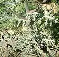 Leaves and stalks of S. squalidus.