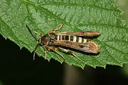 Female, side view