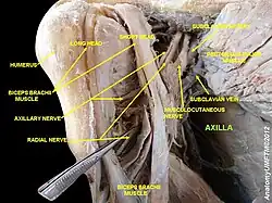 Axilla