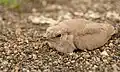 Small pratincole - chick