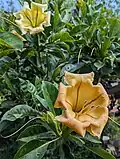 Flower of Solandra maxima