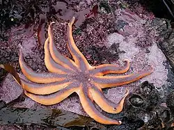 Solaster stimpsoni, a Solasteridae