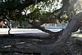 Friendship Oak on the campus of Southeastern Louisiana University is hundreds of years old. Like other mature spreading oaks, Friendship Oak is maintained by arborists to prevent the limbs from growing into the ground.