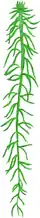 Peat moss