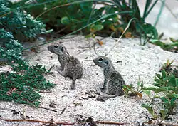 Brown squirrels