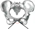 Female subpubic angle
