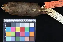 Dead brown shrew