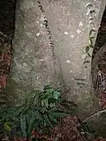 Symplocos stawellii base of tree, Hacking River