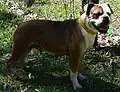 Serrano Bulldog. Adult female