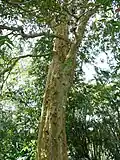 Middle trunk