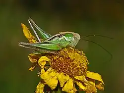 P. sp. nymph