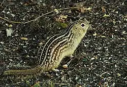 Brown squirrel