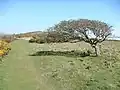 Trees face heavy wind thus grow in interesting shapes