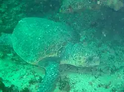 Turtle
