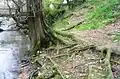 Surface root structure exposed by bank erosion