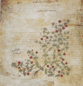 Folio 39v, Anagallis arvensis (scarlet pimpernel)