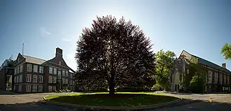 The Beech Tree stands over 100 feet (30&nbsp;m) tall