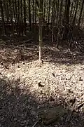 Aftermath of a weeding operation with all brush removed