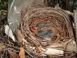 At one week of age
